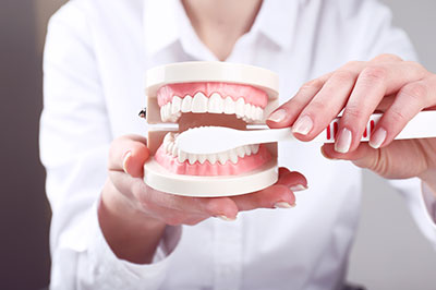 The image shows a person holding a model set of human teeth with their hands, likely for educational purposes related to dental care or anatomy lesson.